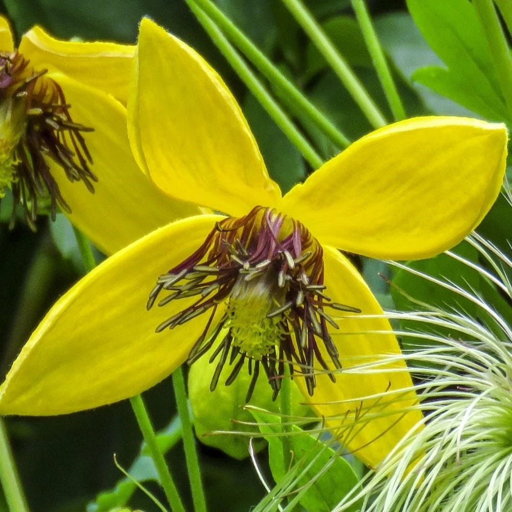 Clematis 'Bill MacKenzie' 3 Clematis 'Bill MacKenzie' - Image 3