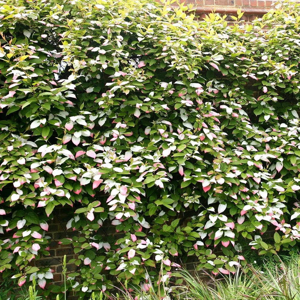 Actinidia Kolomikta 2 Actinidia Kolomikta - Image 2