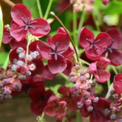 Akebia Quinata -Plant Verdant Sales pl0000000225 card3 lg