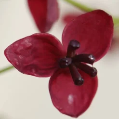 Akebia Quinata -Plant Verdant Sales pl0000000225 card4 lg