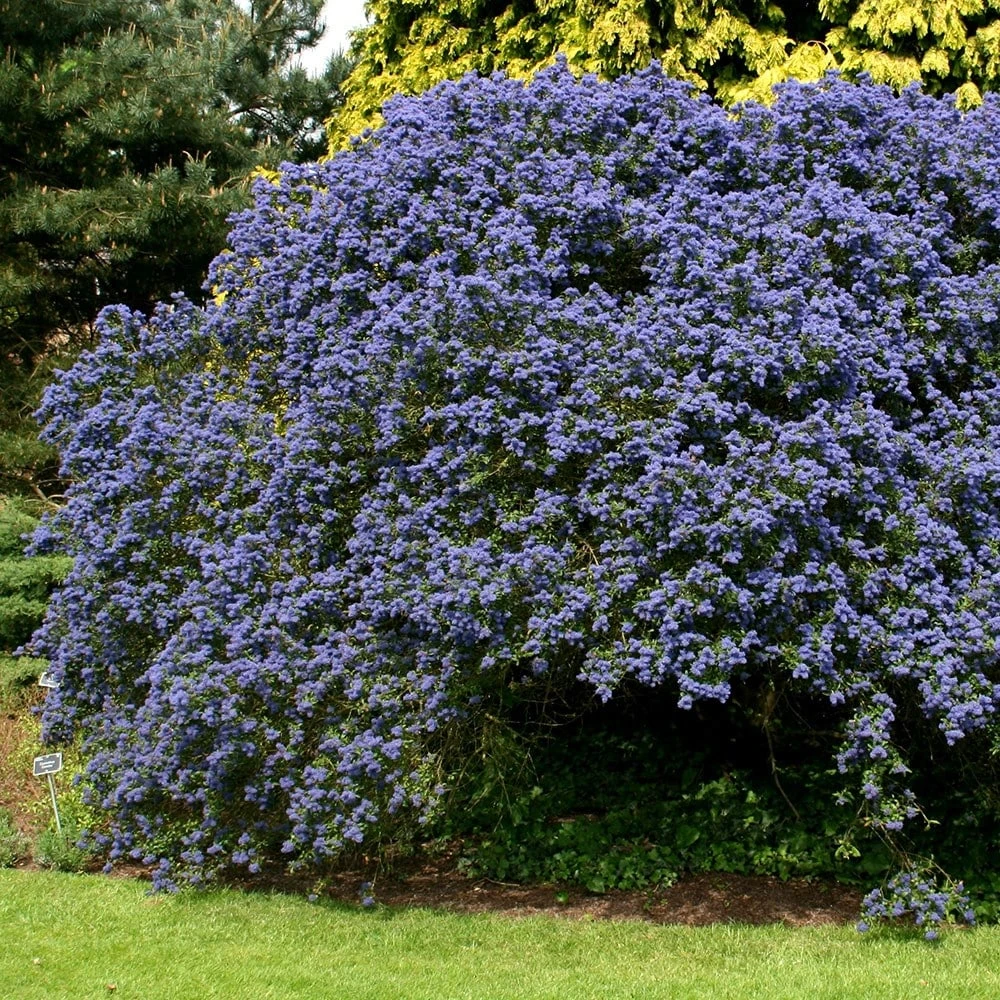 Ceanothus 'Concha' 2 Ceanothus 'Concha' - Image 2