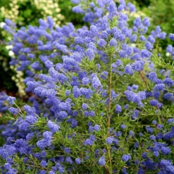 Ceanothus 'Concha' 7 Ceanothus 'Concha' -Plant Verdant Sales pl0000000714 card4 lg