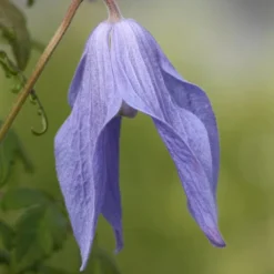 Clematis 'Frances Rivis' -Plant Verdant Sales pl0000000856 card3 lg