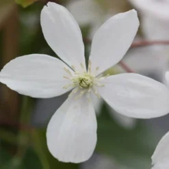 Clematis Armandi 6 Clematis Armandi -Plant Verdant Sales pl0000000863 card3 lg