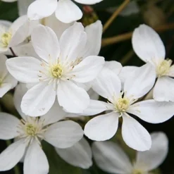 Clematis Armandi 7 Clematis Armandi -Plant Verdant Sales pl0000000863 card4 lg