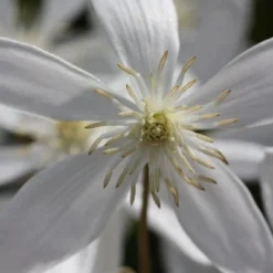 Clematis Armandi 'Snowdrift' 6 Clematis Armandi 'Snowdrift' -Plant Verdant Sales pl0000000865 card3 lg