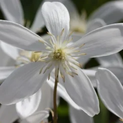 Clematis Armandi 'Snowdrift' 7 Clematis Armandi 'Snowdrift' -Plant Verdant Sales pl0000000865 card4 lg