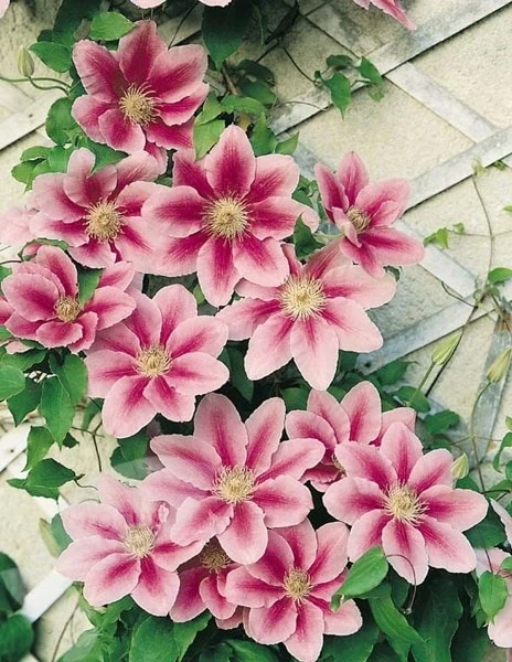 Clematis 'Bees' Jubilee' 2 Clematis 'Bees' Jubilee' - Image 2