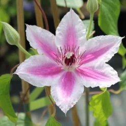 Clematis 'Carnaby'