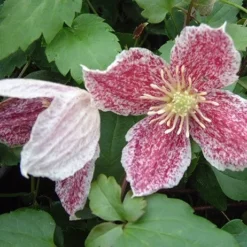 Clematis Cirrhosa Var. Purpurascens 'Freckles' -Plant Verdant Sales pl0000000872 card3 lg