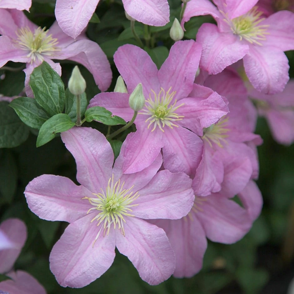 Clematis 'Comtesse De Bouchaud' 1 Clematis 'Comtesse De Bouchaud'