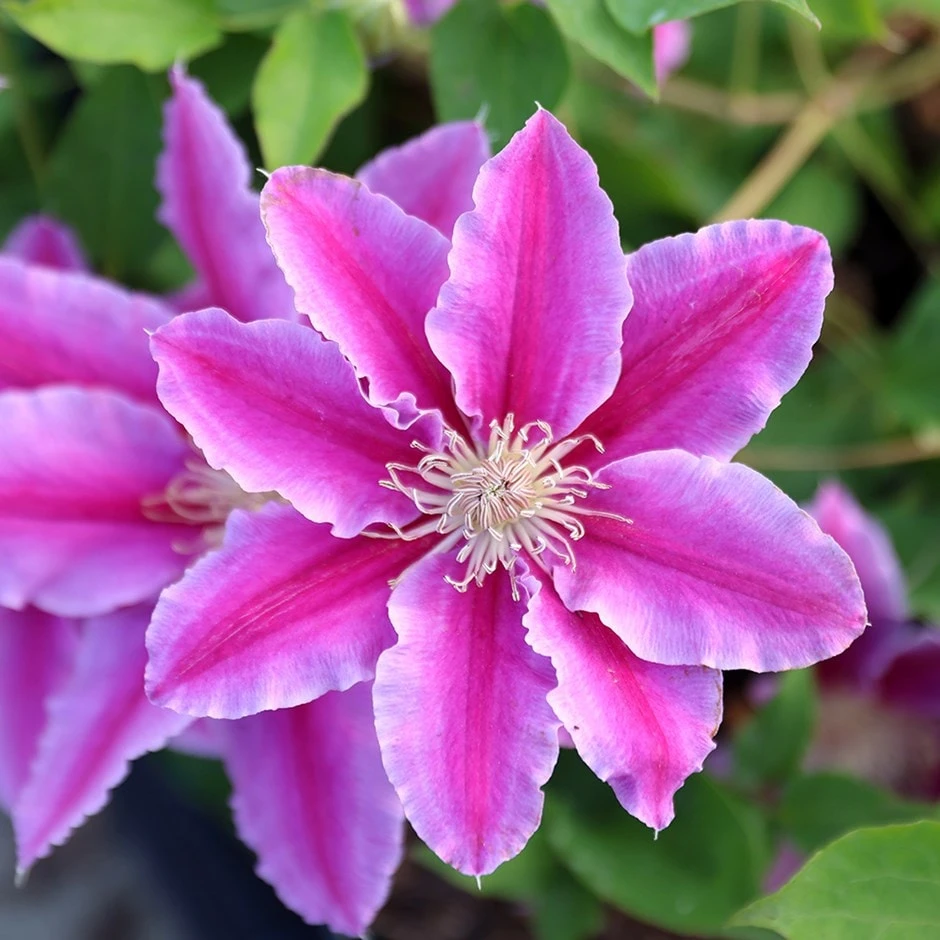 Clematis 'Doctor Ruppel' 1 Clematis 'Doctor Ruppel'