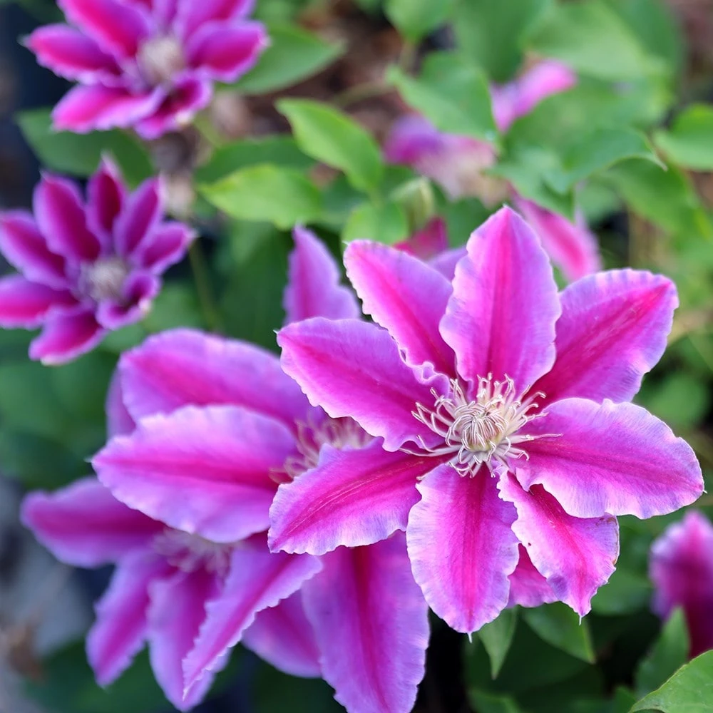 Clematis 'Doctor Ruppel' 2 Clematis 'Doctor Ruppel' - Image 2