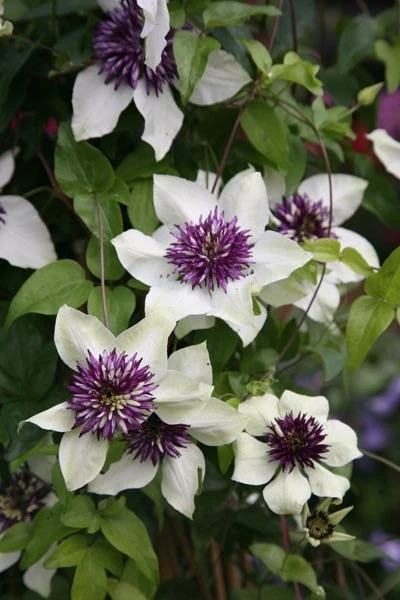 Clematis Florida Var. Florida 'Sieboldiana' 2 Clematis Florida Var. Florida 'Sieboldiana' - Image 2