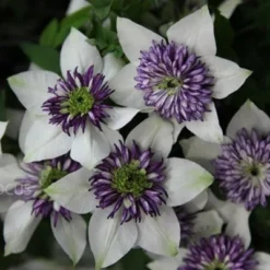 Clematis Florida Var. Florida 'Sieboldiana' 11 Clematis Florida Var. Florida 'Sieboldiana' -Plant Verdant Sales pl0000000882 card6 lg