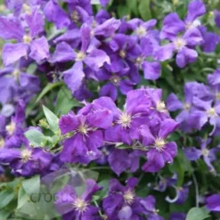 Clematis 'Jackmanii' -Plant Verdant Sales pl0000000891 card3 lg