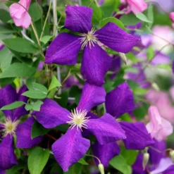 Clematis 'Jackmanii' -Plant Verdant Sales pl0000000891 card4 lg