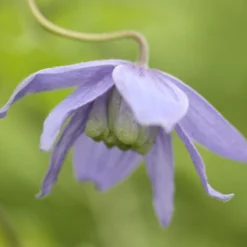 Clematis Macropetala -Plant Verdant Sales pl0000000893 card4 lg