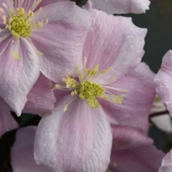 Clematis 'Elizabeth' -Plant Verdant Sales pl0000000901 card3 lg