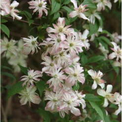 Clematis 'Marjorie'