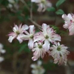 Clematis 'Marjorie' -Plant Verdant Sales pl0000000902 card3 lg