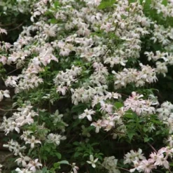 Clematis 'Marjorie' -Plant Verdant Sales pl0000000902 card4 lg