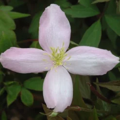 Clematis Montana Var. Rubens 'Pink Perfection' -Plant Verdant Sales pl0000000903 card3 lg