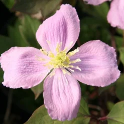 Clematis Montana Var. Rubens 'Tetrarose' -Plant Verdant Sales pl0000000904 card3 lg