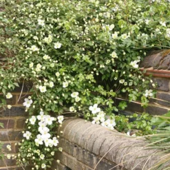 Clematis Montana Var. Grandiflora -Plant Verdant Sales pl0000000905 card3 lg