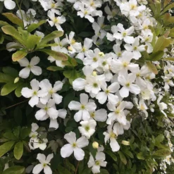 Clematis Montana Var. Grandiflora -Plant Verdant Sales pl0000000905 card4 lg