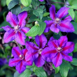 Clematis 'Mrs N. Thompson'