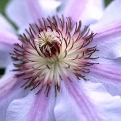 Clematis 'Nelly Moser' -Plant Verdant Sales pl0000000909 card3 lg