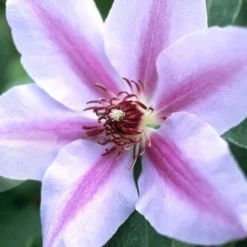 Clematis 'Nelly Moser' -Plant Verdant Sales pl0000000909 card4 lg