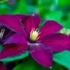 Clematis 'Niobe'