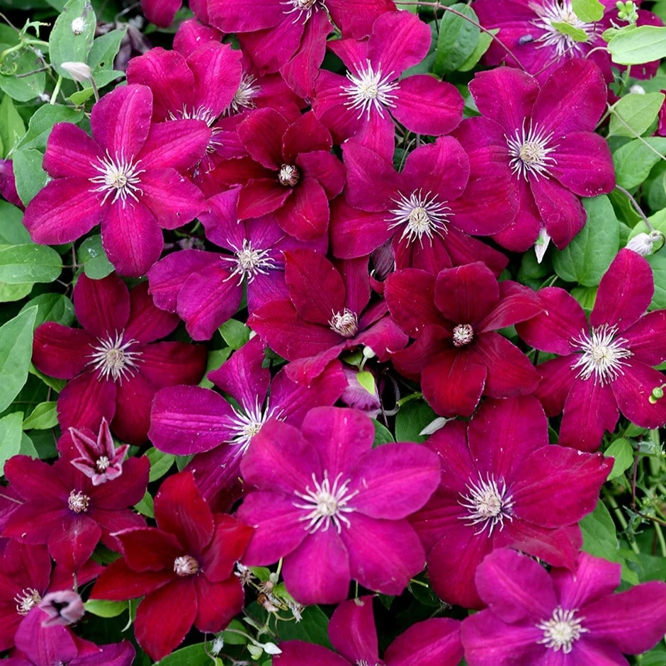 Clematis 'Rouge Cardinal' 1 Clematis 'Rouge Cardinal'