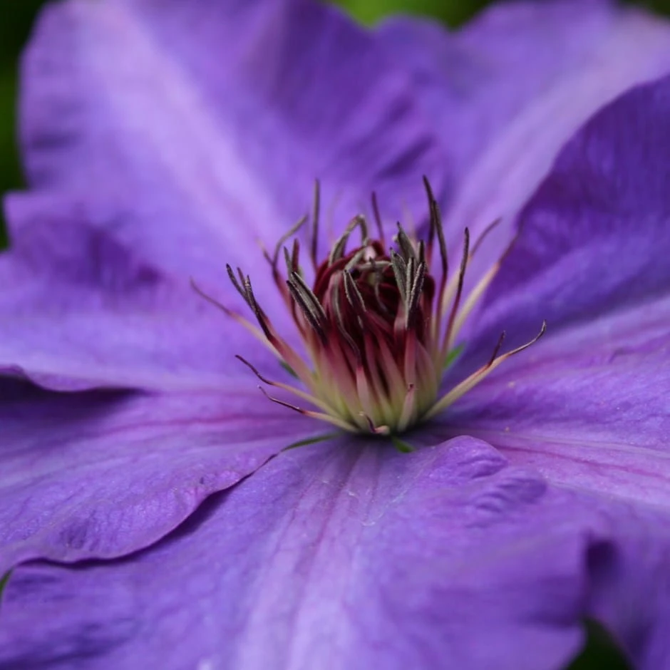 Clematis 'The President' 1 Clematis 'The President'