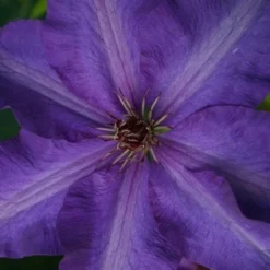 Clematis 'The President' 5 Clematis 'The President' -Plant Verdant Sales pl0000000921 card3 lg