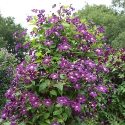 Clematis 'Étoile Violette' -Plant Verdant Sales pl0000000925 card3 lg