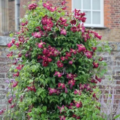 Clematis 'Kermesina'