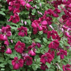 Clematis 'Kermesina' -Plant Verdant Sales pl0000000926 card3 lg