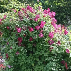 Clematis 'Kermesina' -Plant Verdant Sales pl0000000926 card4 lg