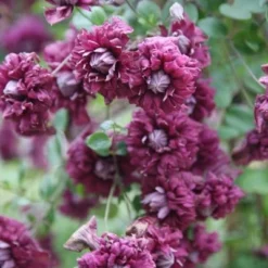 Clematis 'Purpurea Plena Elegans' 7 Clematis 'Purpurea Plena Elegans' -Plant Verdant Sales pl0000000928 card3 lg