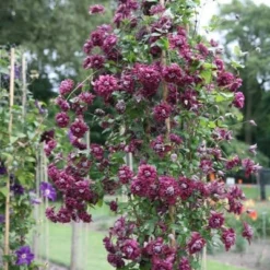 Clematis 'Purpurea Plena Elegans' 8 Clematis 'Purpurea Plena Elegans' -Plant Verdant Sales pl0000000928 card4 lg