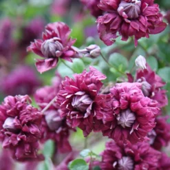 Clematis 'Purpurea Plena Elegans' 9 Clematis 'Purpurea Plena Elegans' -Plant Verdant Sales pl0000000928 card5 lg