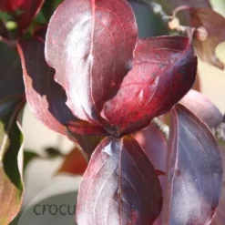 Cornus Kousa Var. Chinensis 5 Cornus Kousa Var. Chinensis -Plant Verdant Sales pl0000000978 card4 lg