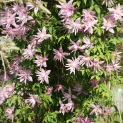 Clematis 'Markham's Pink' -Plant Verdant Sales pl0000000987 card3 lg