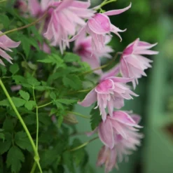 Clematis 'Markham's Pink' -Plant Verdant Sales pl0000000987 card4 lg