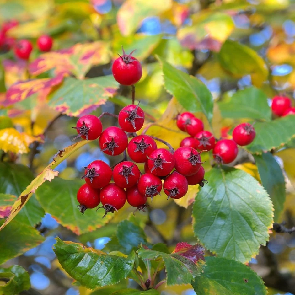 Crataegus Persimilis 'Prunifolia' 1 Crataegus Persimilis 'Prunifolia'