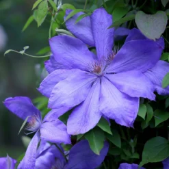 Clematis 'Lasurstern'