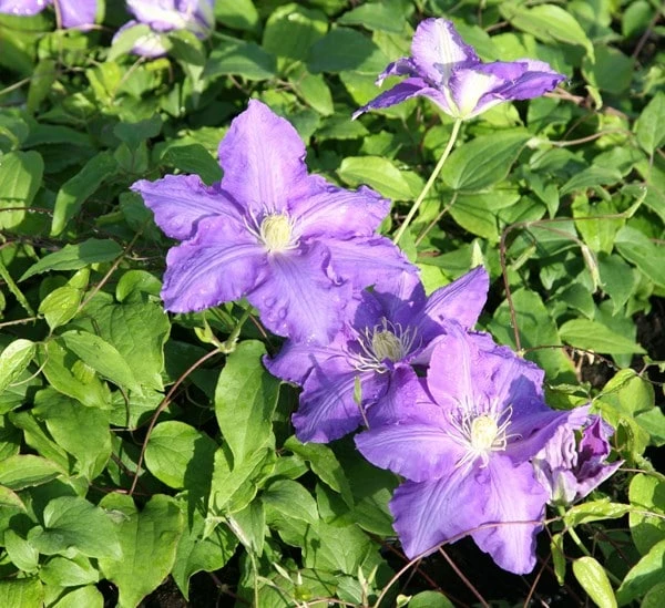 Clematis 'Lasurstern' 2 Clematis 'Lasurstern' - Image 2